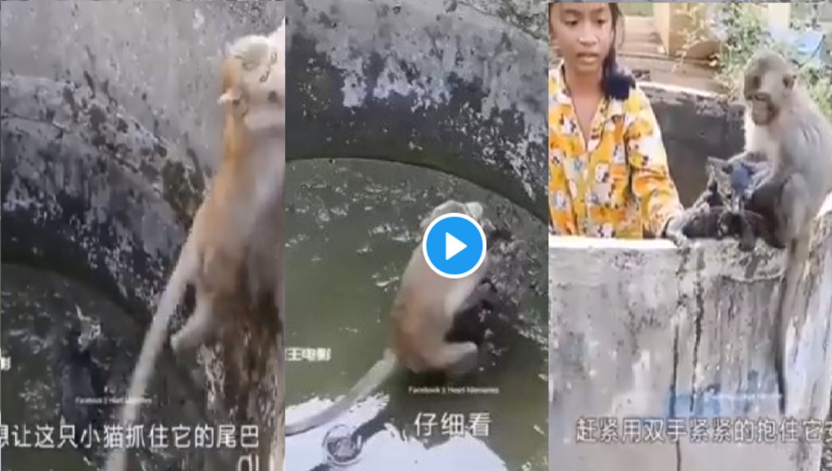 a Monkey Want Help to Recover Cat from Small Tank Video Goes Viral 