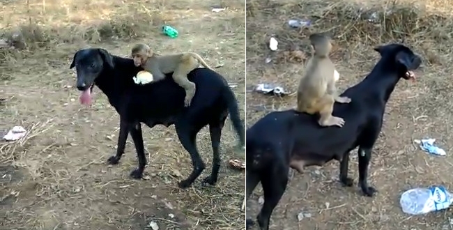 Monkey ride with dog video goes viral