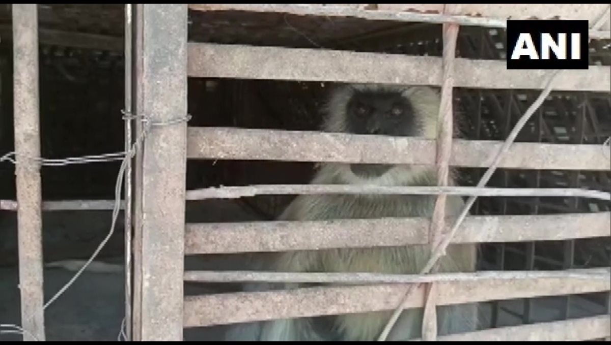 Mumbai Monkeys Kills Dog due to Revenge 