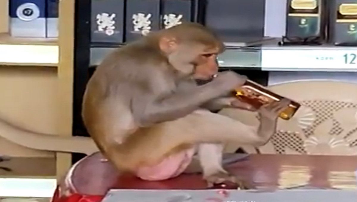 Monkey opens liquor bottle with mouth viral video