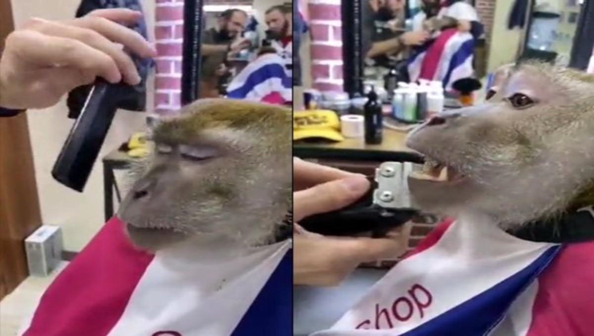 monkey-trim-video