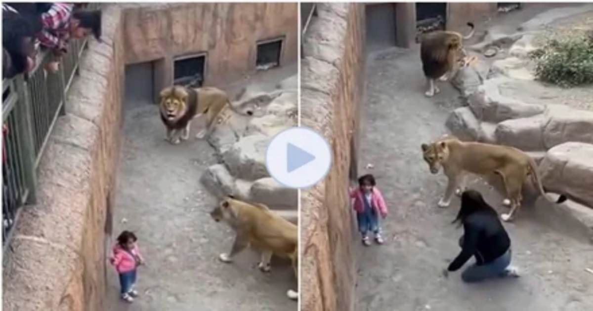 mother-saves-daughter-from-lion-cage-video