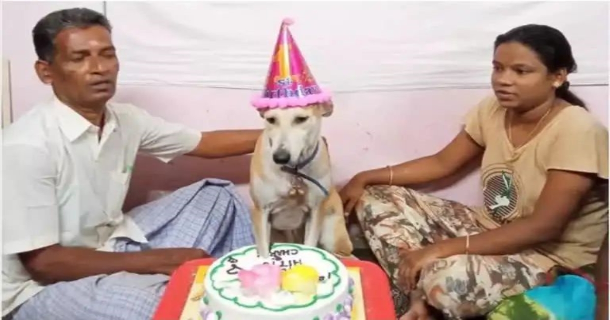 oh-dont-look-here-the-amazing-dog-who-cut-the-cake-with