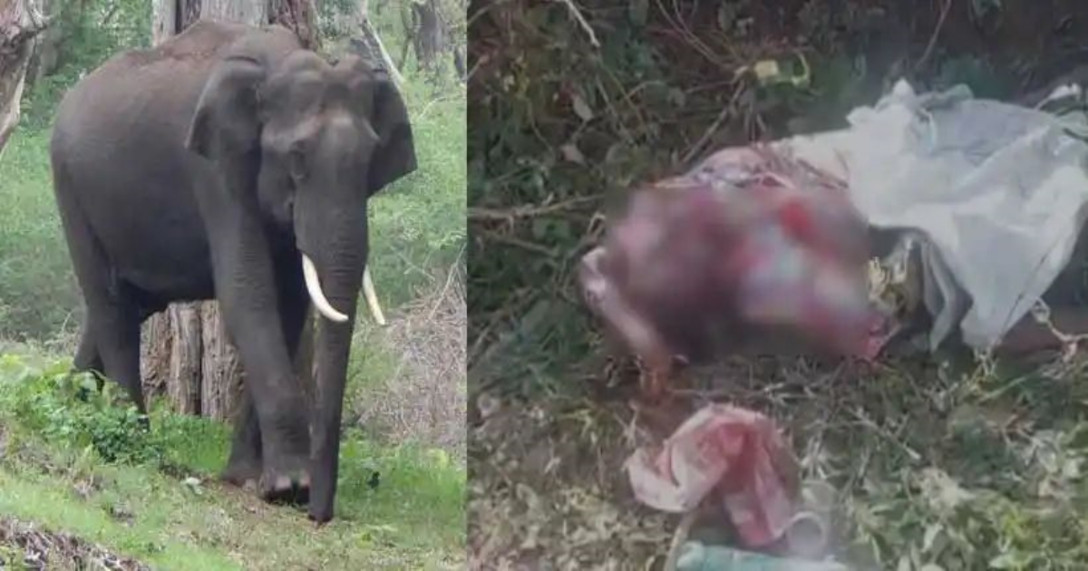 a-wild-elephant-chased-a-woman-to-run-and-killed-her-in