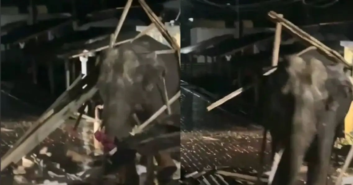 wild-elephant-attacks-roof-near-thondamuthur