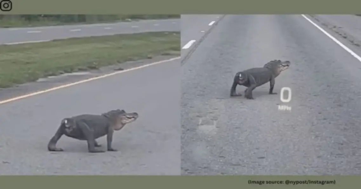 tail-less-alligator-crosses-road-louisiana