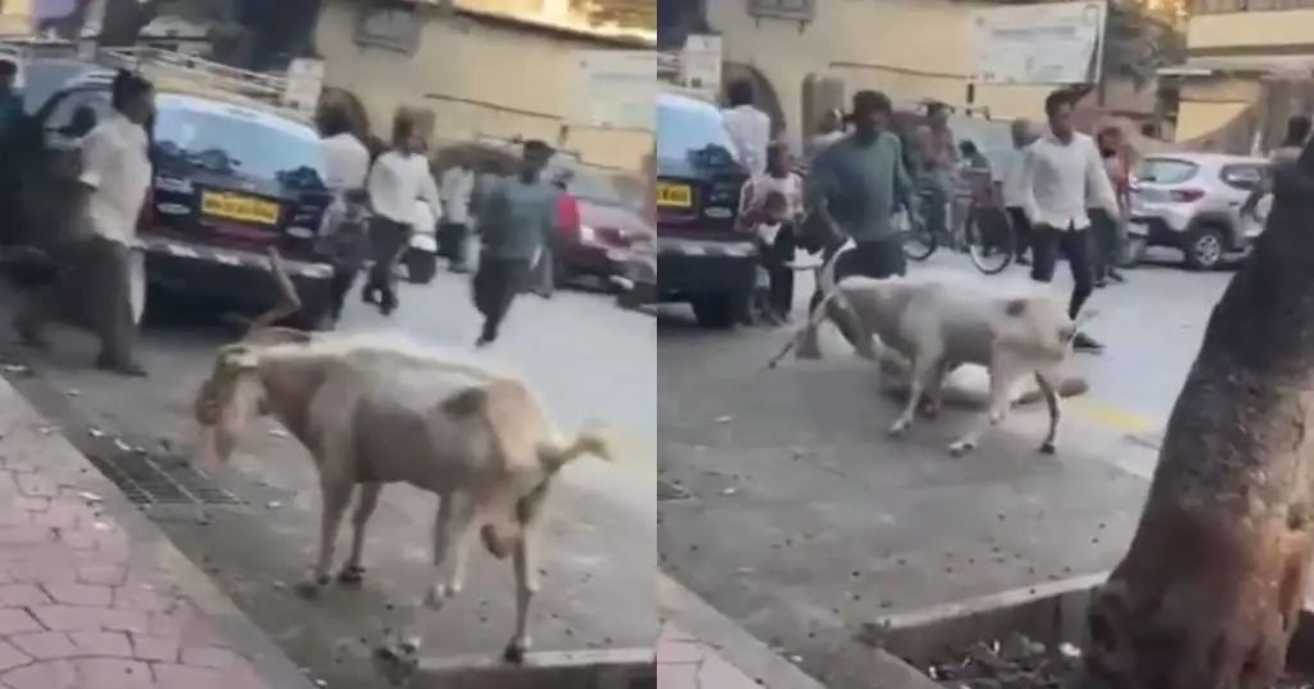 unexpected-goat-attack-viral-video