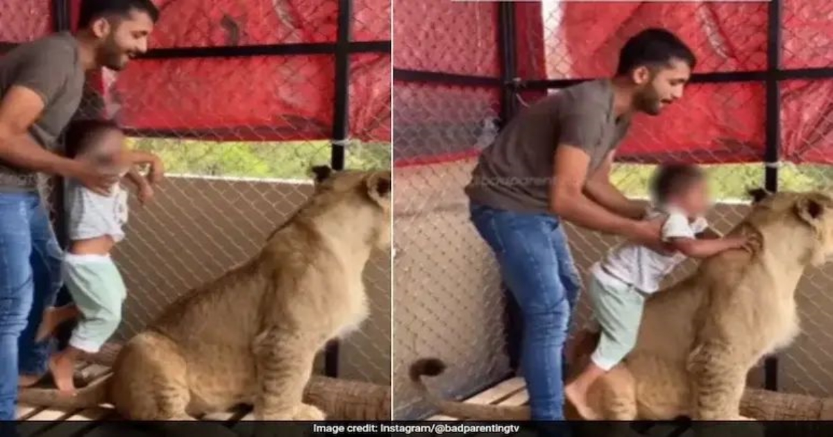 father-makes-son-sit-on-lion-for-photo-viral-video
