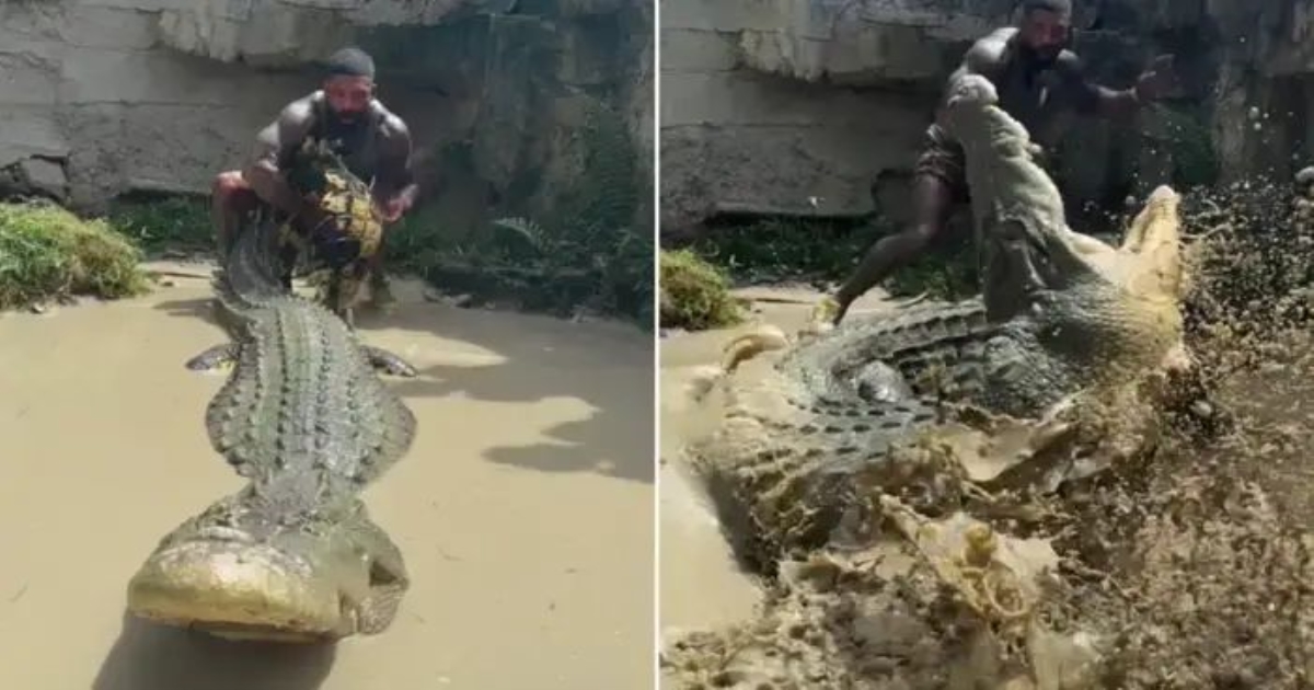 american-man-pulls-alligator-tail-viral-video-6CSPHW