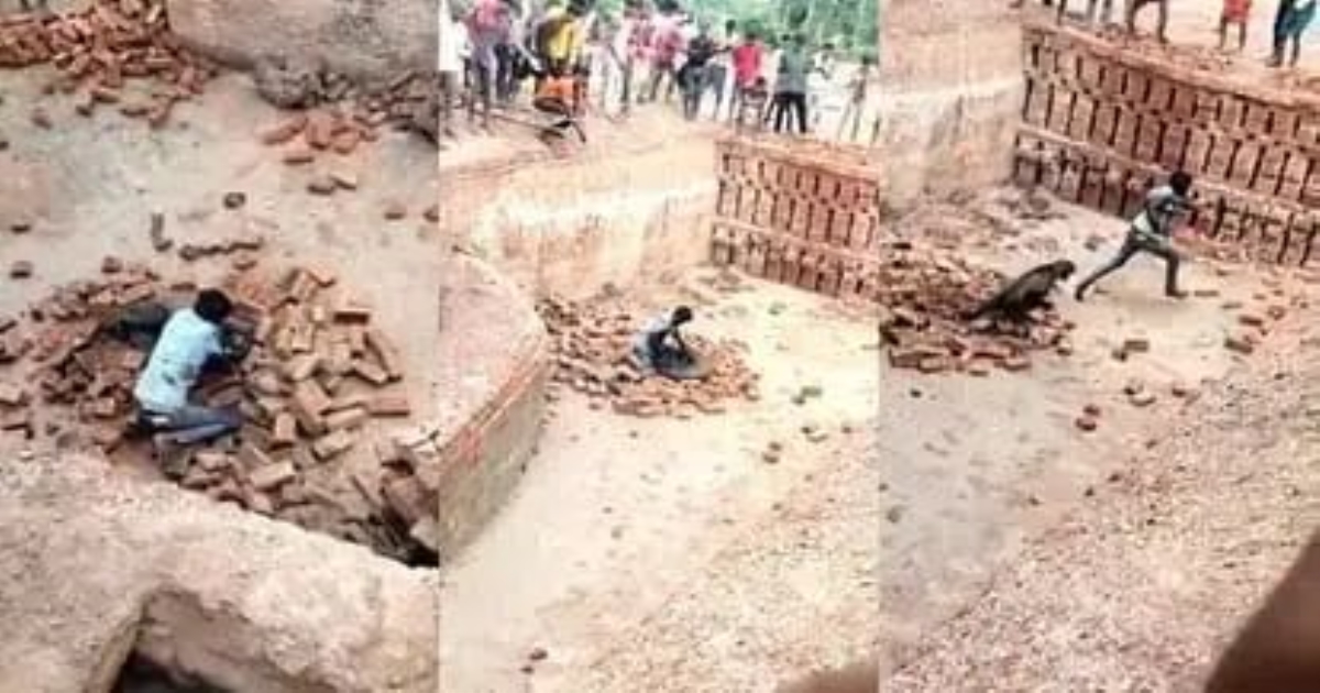 leopard-attack-video-up-news
