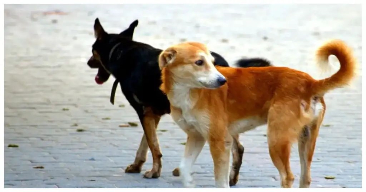 street-dog-attack-boy-thambivili-maharashtra