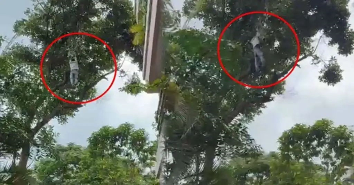 drunk-man-falls-from-tree-near-bangalore-police-office