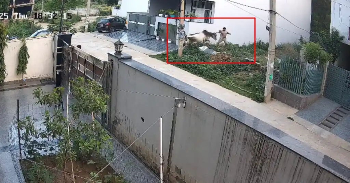 youth-injured-by-stray-cow-in-haryana