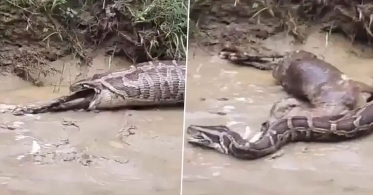 python-swallows-goat-uttar-pradesh-viral-video