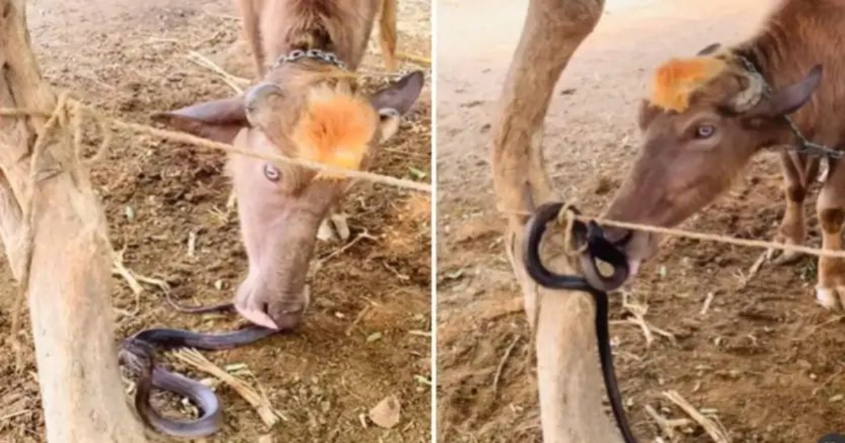 buffalo-attacks-snake-viral-video