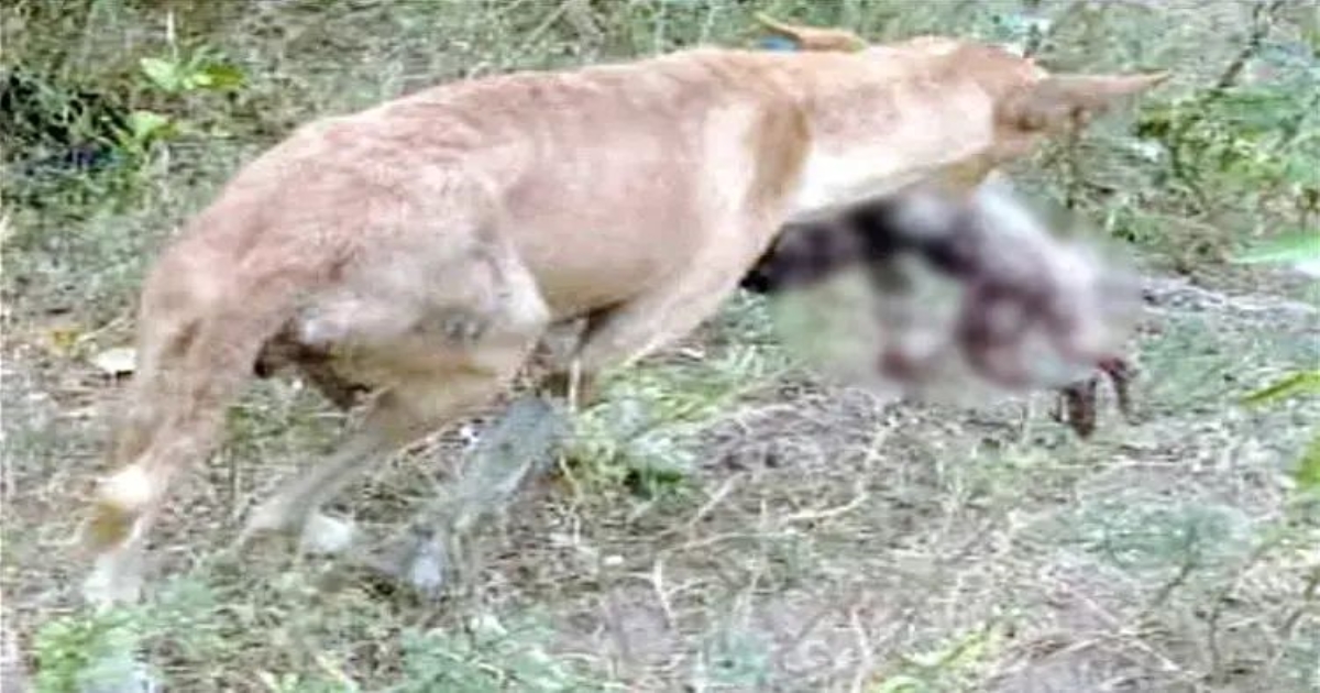 newborn-attacked-by-street-dog-ariyalur