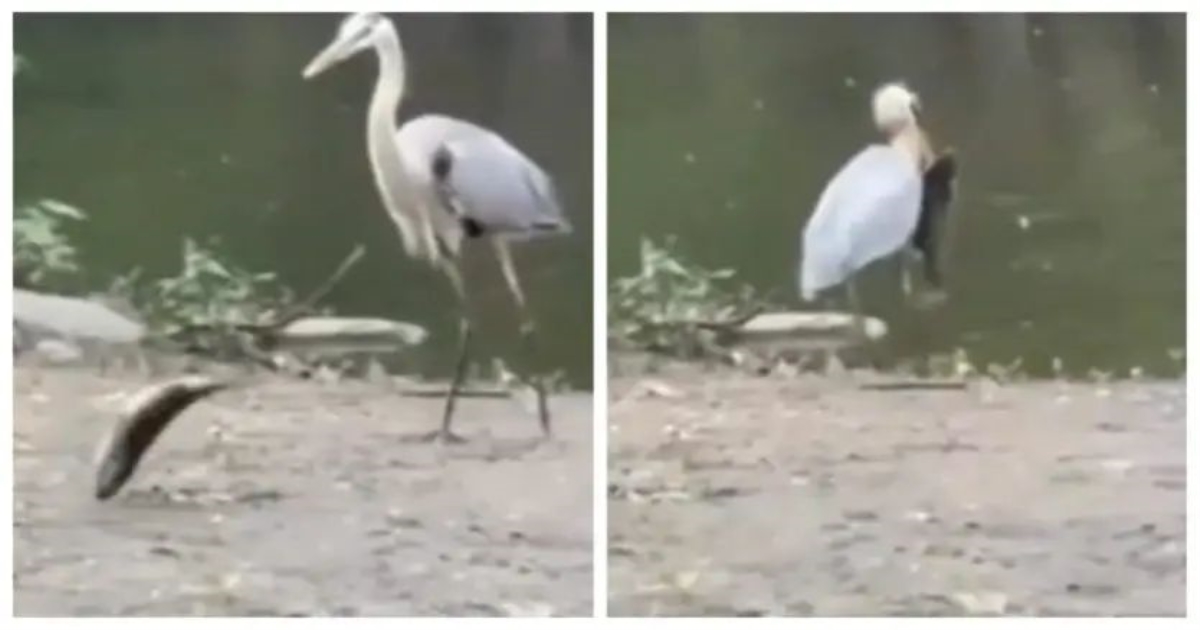 Video : தரையில் துடிதுடித்துக் கொண்டிருந்த மீன்! அருகில் நின்ற கொக்கு! கொத்தி சாப்பிடும்னு பார்த்தா அதற்கு மாறாக கொக்கு என்ன செய்துன்னு பாருங்க! நெகிழ வைக்கும் வீடியோ காட்சி! 