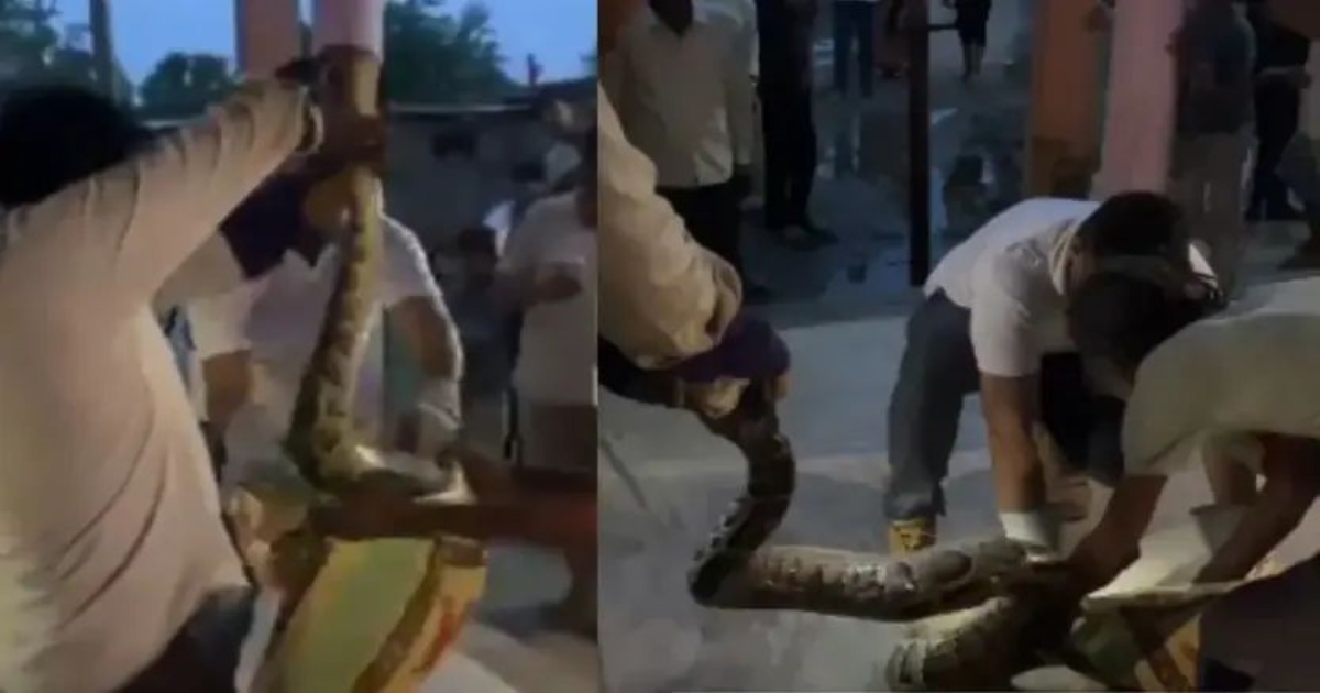 giant-python-in-bijnor-temple-creates-panic