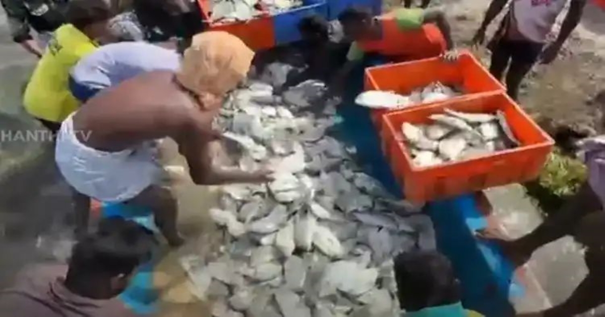 giant-rock-fish-ramanathapuram