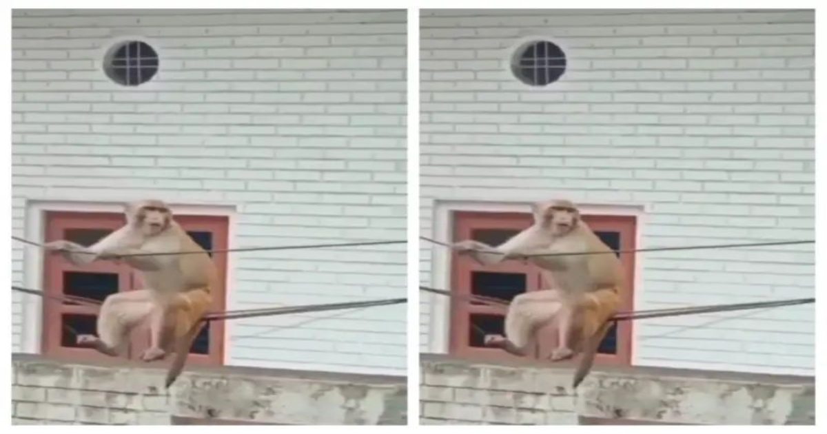monkey-on-electric-wires-funny-video-goes-viral