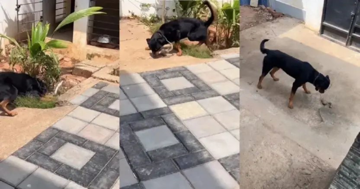 brave-dog-kills-snake-viral-video