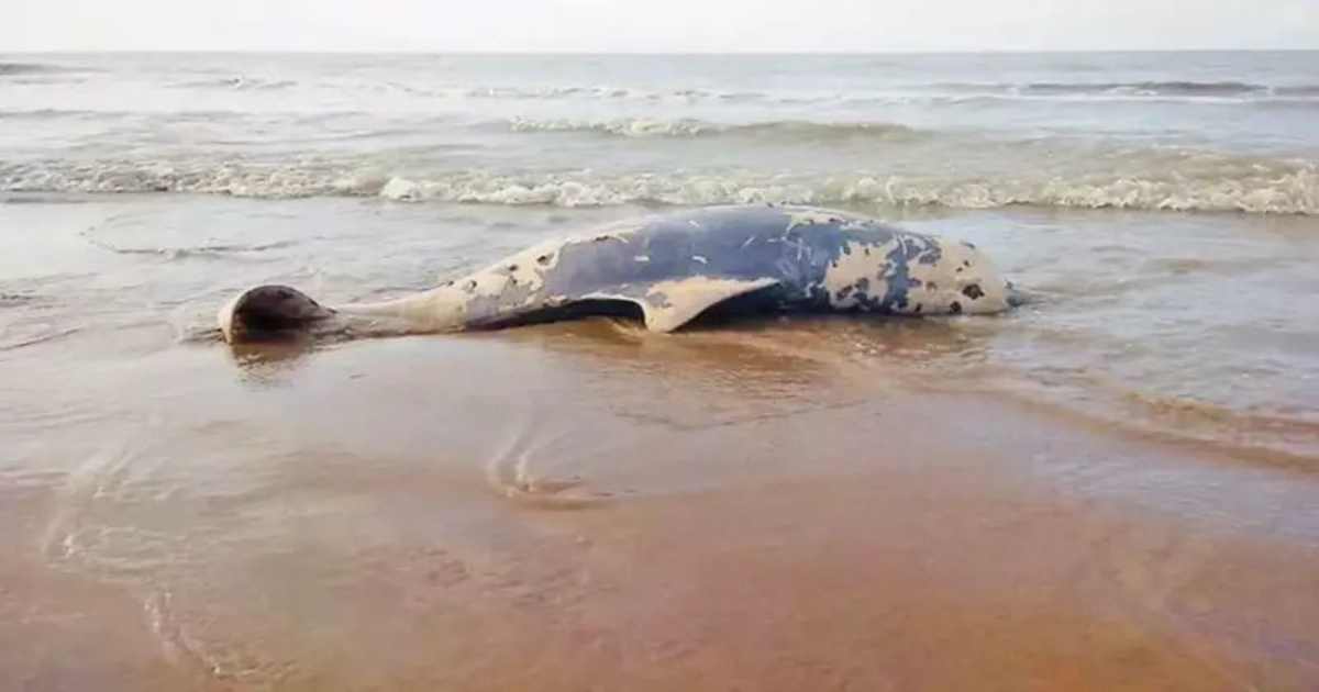 dolphin-death-kodiyakarai-coast