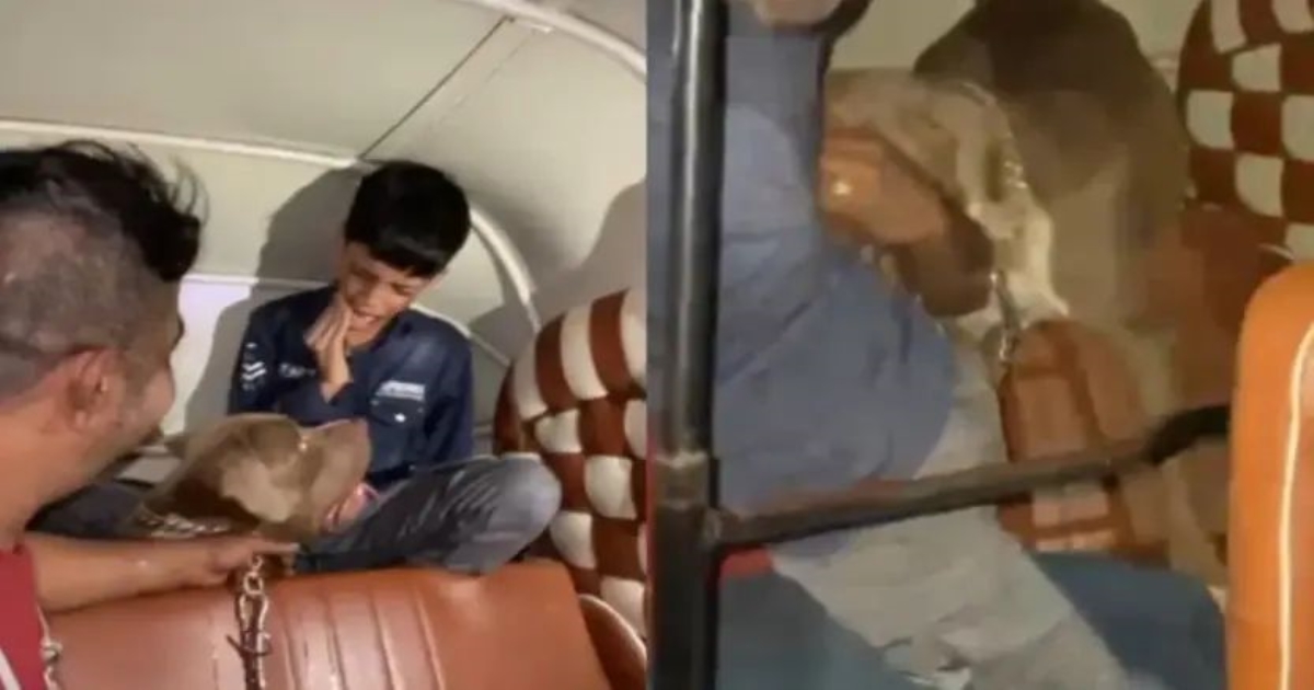 mumbai-pitbull-attack-boy