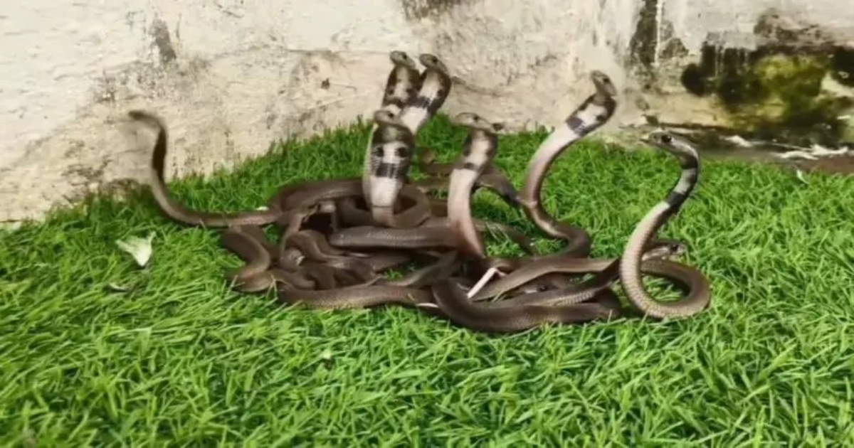 18-cobras-found-in-rajasthan-hotel-garden