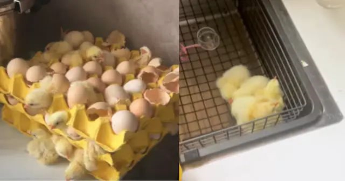 natural-chicks-hatched-from-eggs-in-china