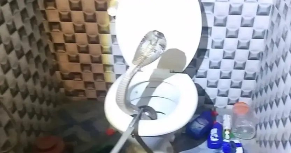 venomous-cobra-found-in-toilet-jharkhand