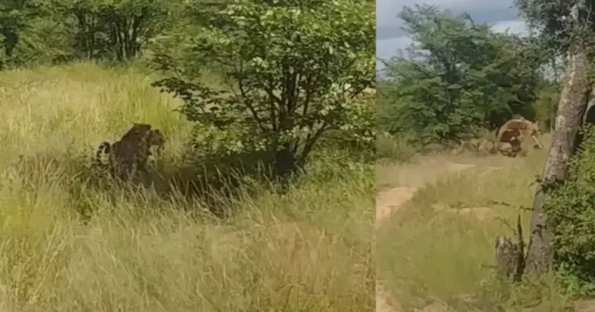 cheetah-hunting-viral-instagram-video