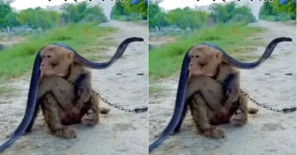 monkey-and-snake-viral-video