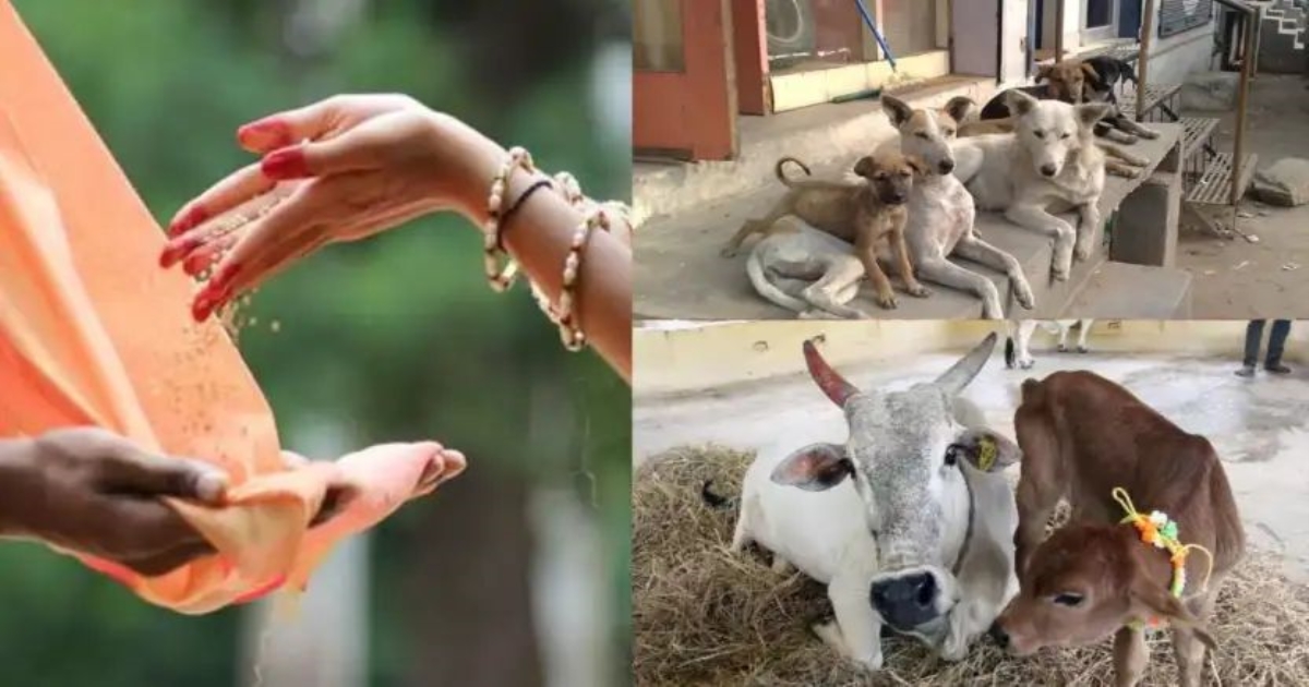 feeding-animals-hindu-belief-benefits