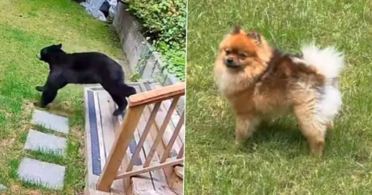 pomeranian-dog-chases-bear-canada