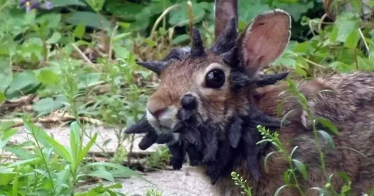 horned-rabbits-discovered-colorado