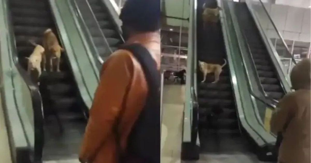 dogs-escalator-delhi-kashmere-gate-metro