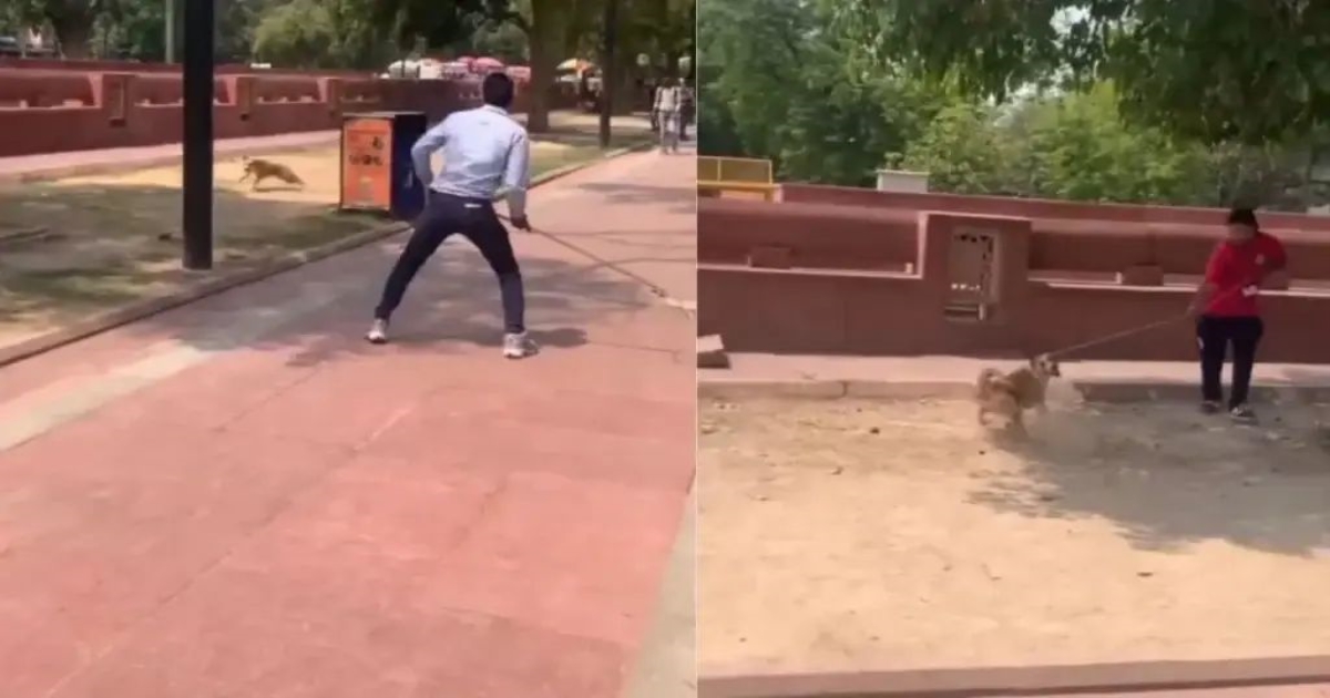 delhi-street-dogs-supreme-court-order