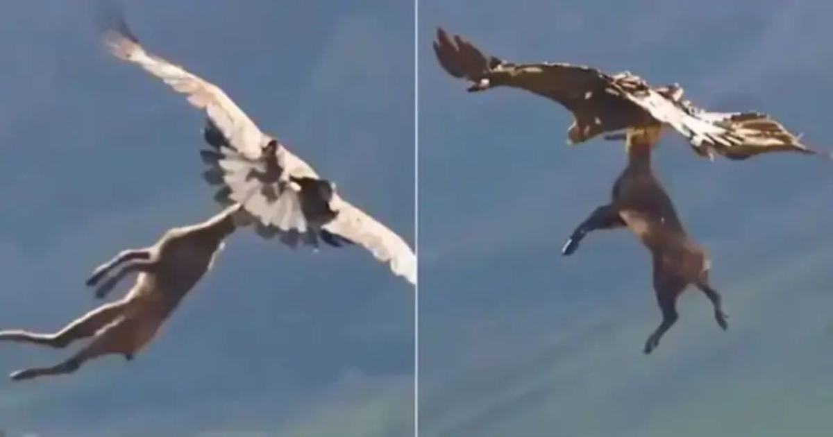 eagle-hunts-deer-calf-viral-video