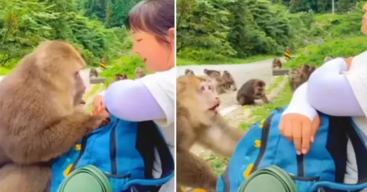 woman-slaps-monkey-viral-video