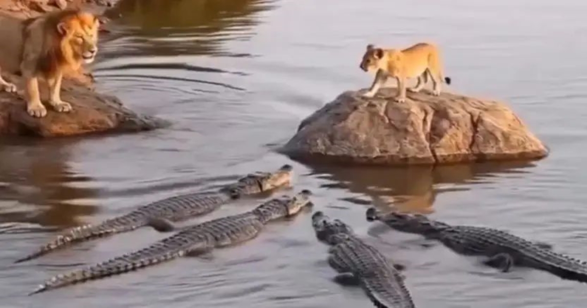 lion-cub-rescue-video-viral