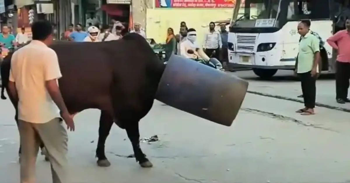 rajasthan-bull-drama-incident