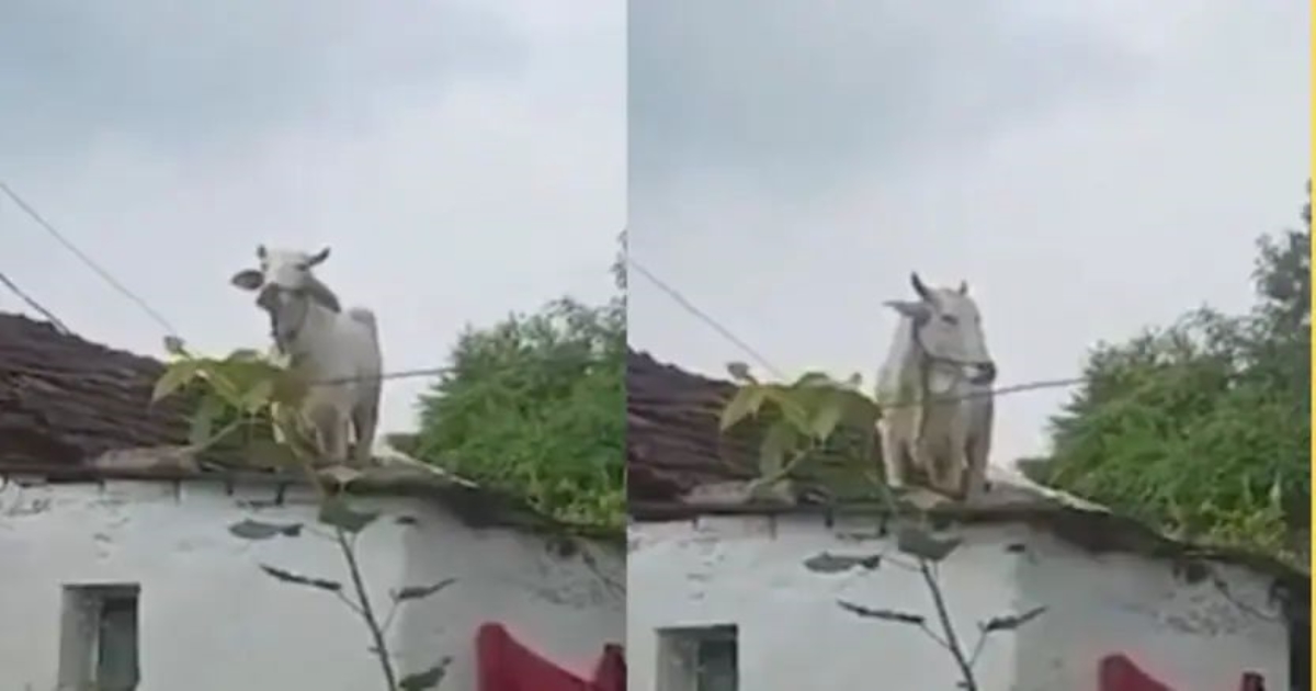 cow-climbs-roof-fearing-stray-dogs