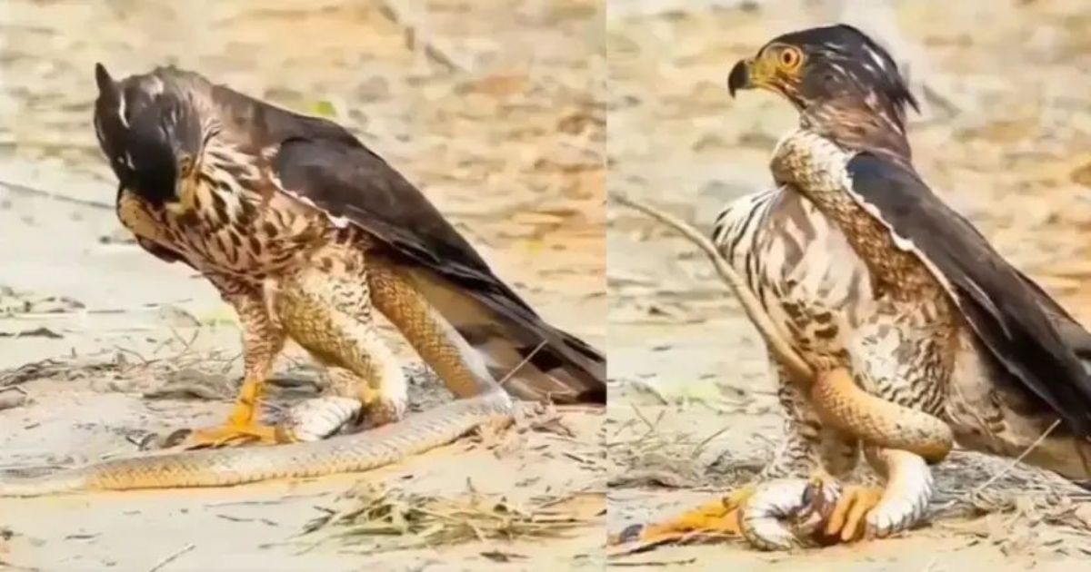 eagle-vs-snake-battle-viral-video