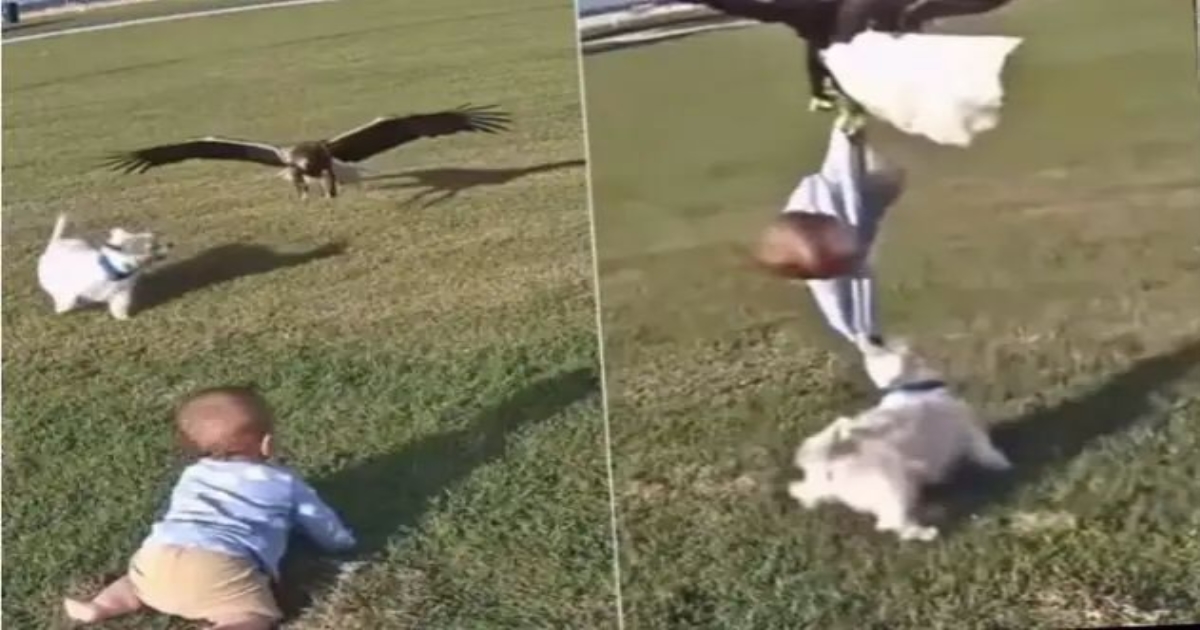 eagle-attack-dog-saves-child-instagram-video