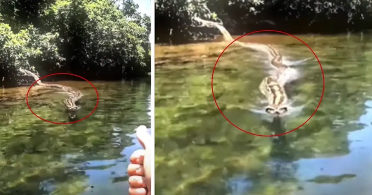 man-calls-his-python-in-lake-viral-video
