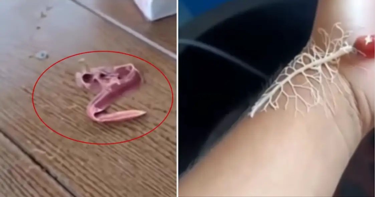 deadly-ribbon-worm-in-ocean