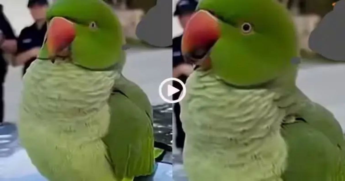 miyan-mithu-talking-parrot-viral-video