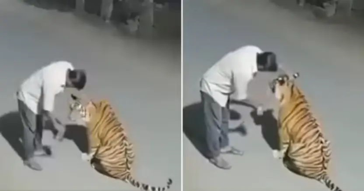 man-mistakes-tiger-for-dog-ai-video-madhya-pradesh
