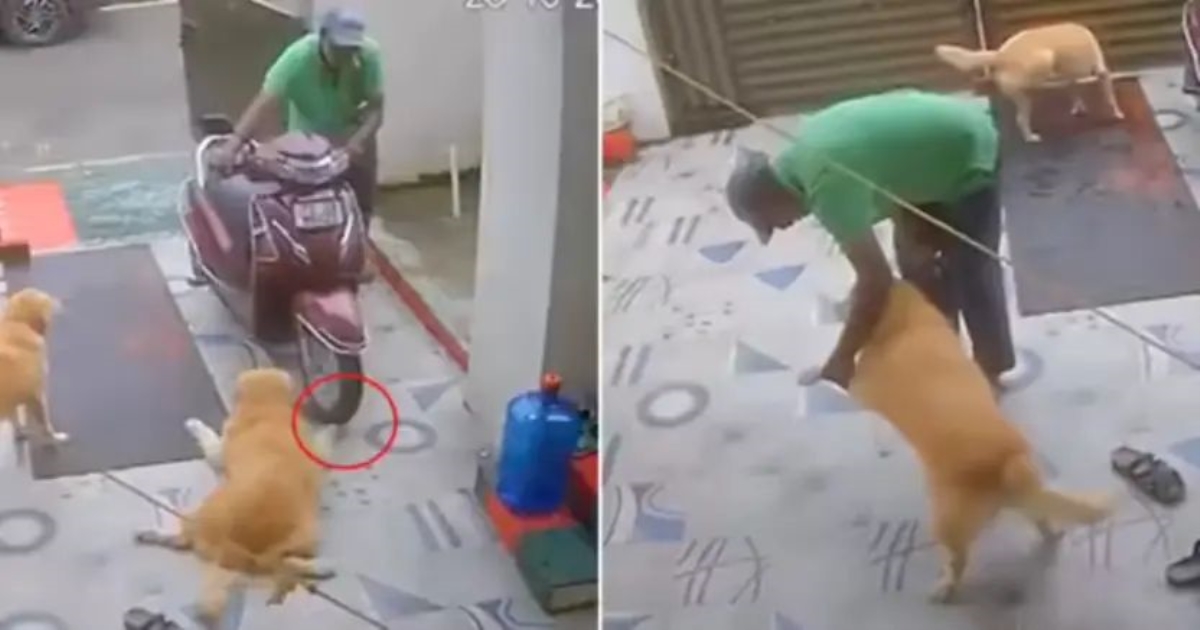 golden-retriever-acting-viral-video