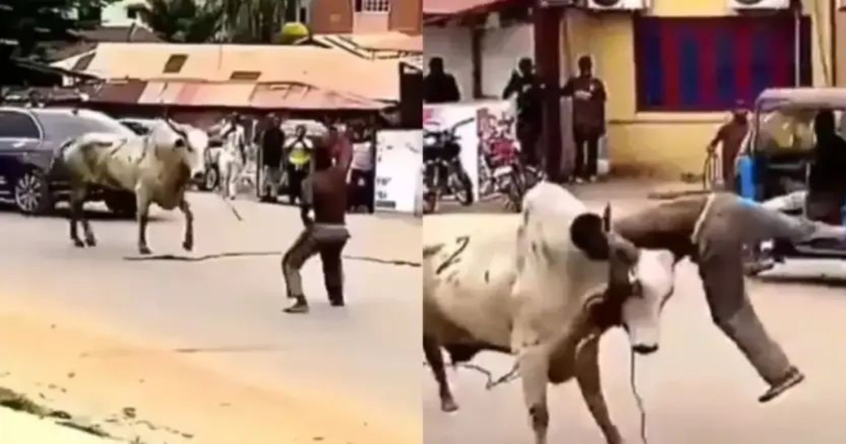 youth-attacked-by-bull-in-road-video-viral